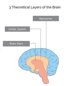 How to Integrate Your Brain to Maximize Your Potential - BrainSpeak®