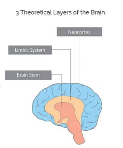3-layers-of-the-brain